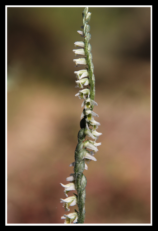 Spiranthes spiralis ?